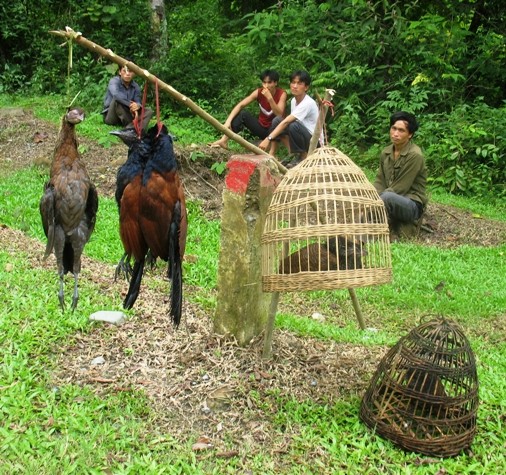 Tàn sát gà rừng, chim rừng, rồi vô tư treo cổ chúng ở ven quốc lộ bán cho thực khách (chụp tại Phong Thổ, Lai Châu).